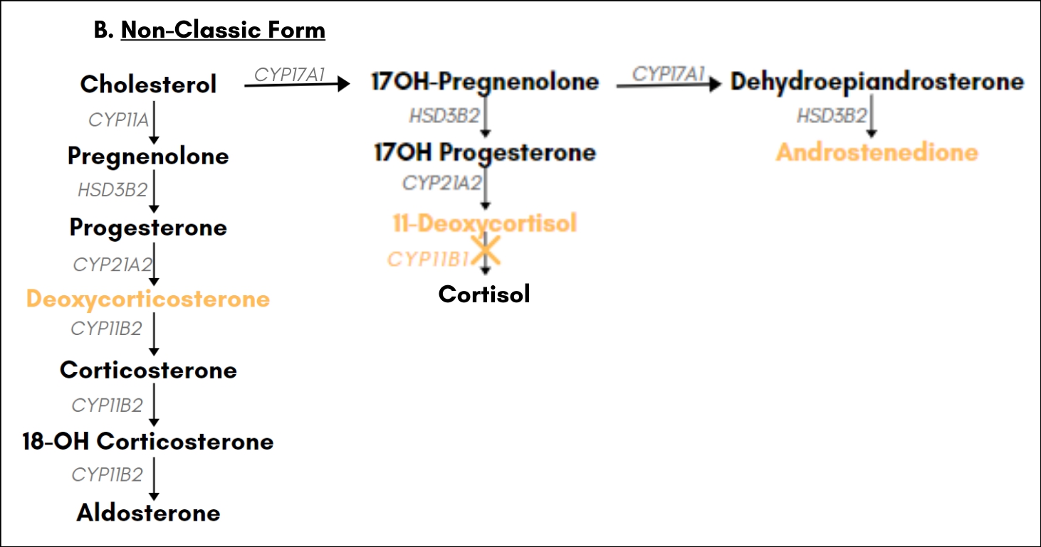 Genetic Causes Of Rare Forms Of Congenital Adrenal Hyperplasia